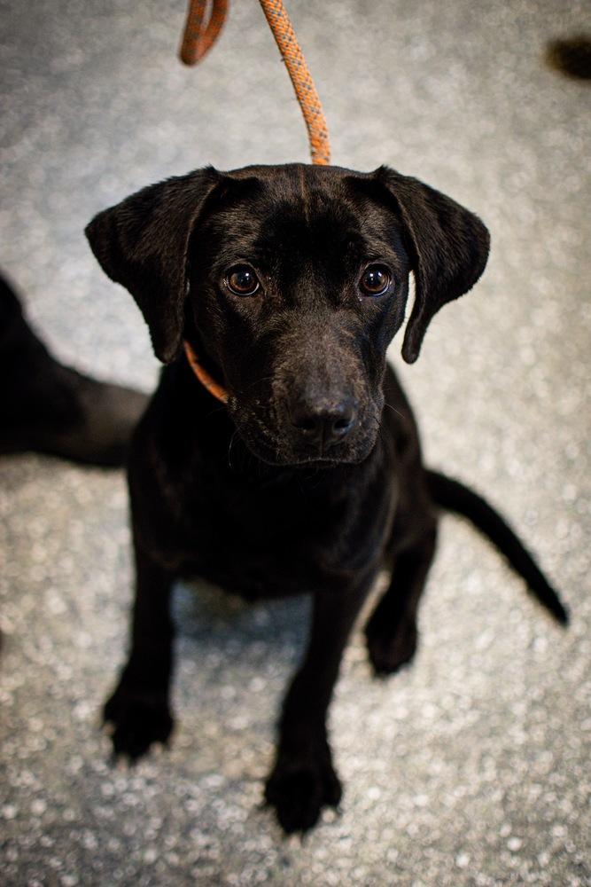 Enlarge Raisin, a Adoptable mixed breed in Frankfort, NY image 4/4