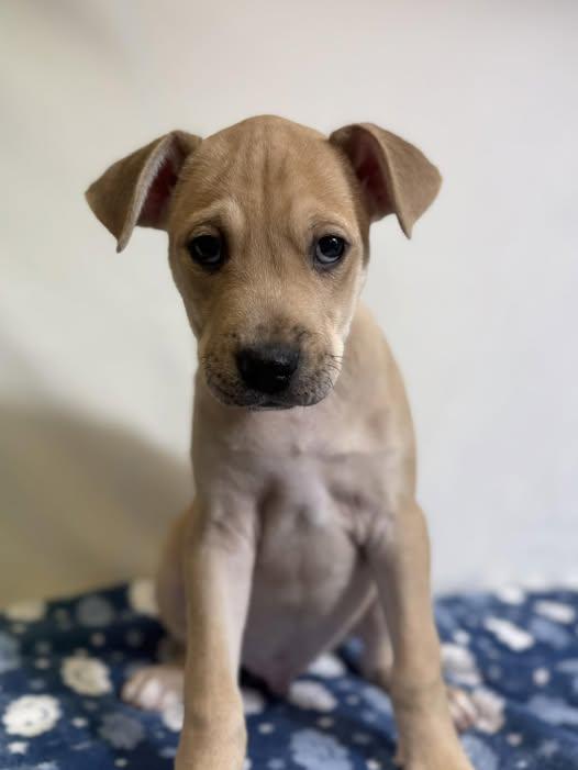 Enlarge Felix, a ADOPTABLE mixed breed in New Stanton, PA image 1/1