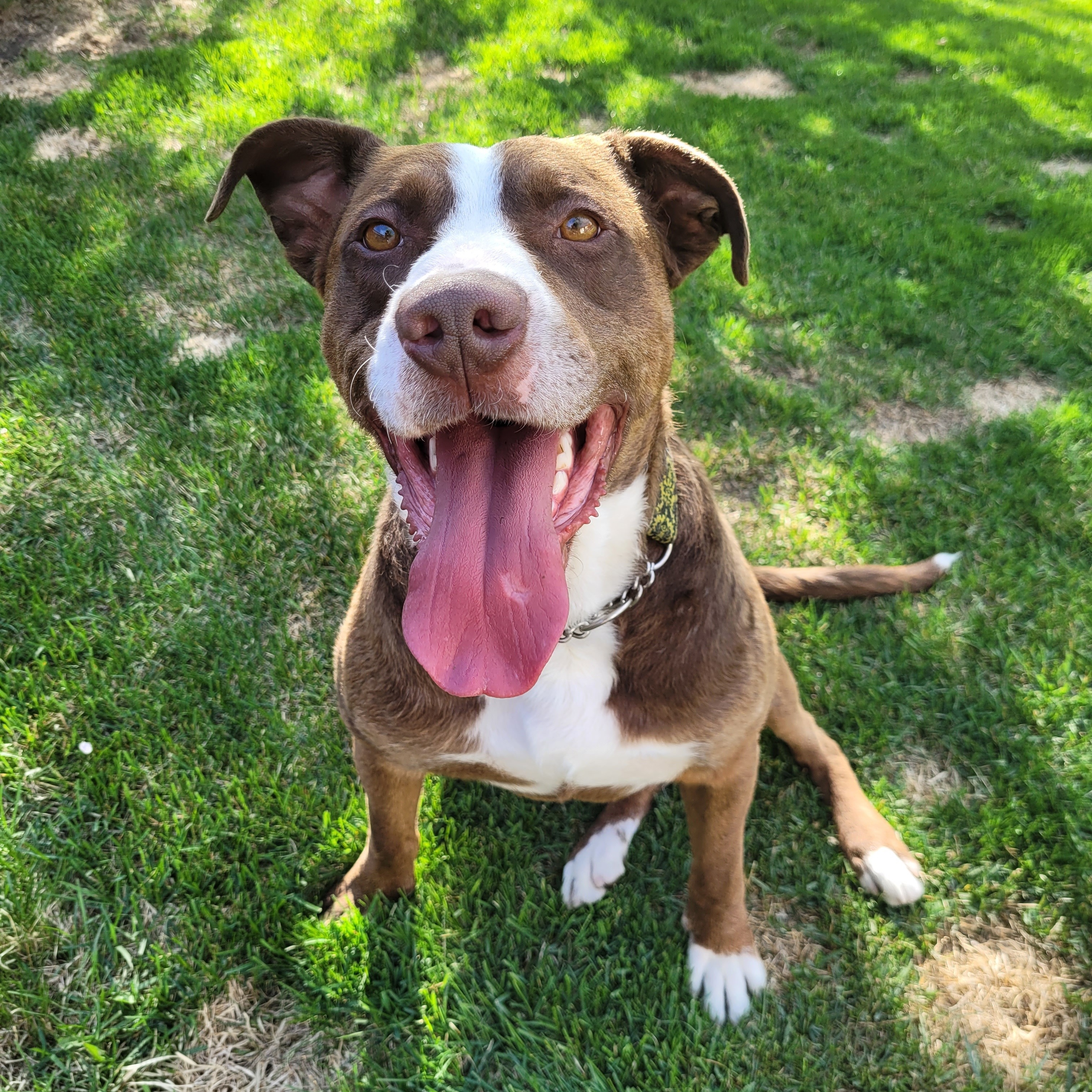 Enlarge Joey, a Adoptable mixed breed in Edmonton, AB image 1/4