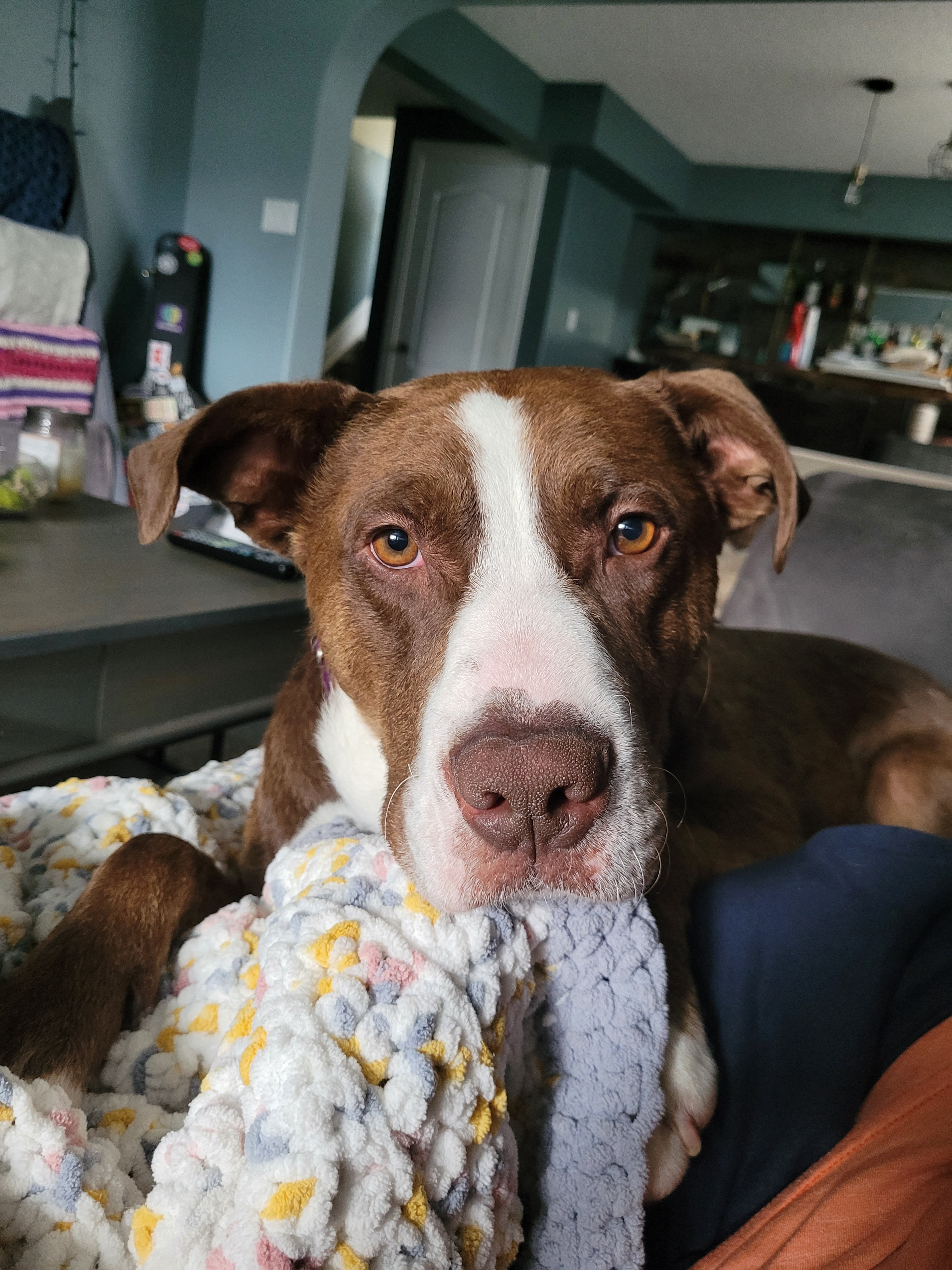 Joey, a Adoptable mixed breed in Edmonton, AB image 2/4