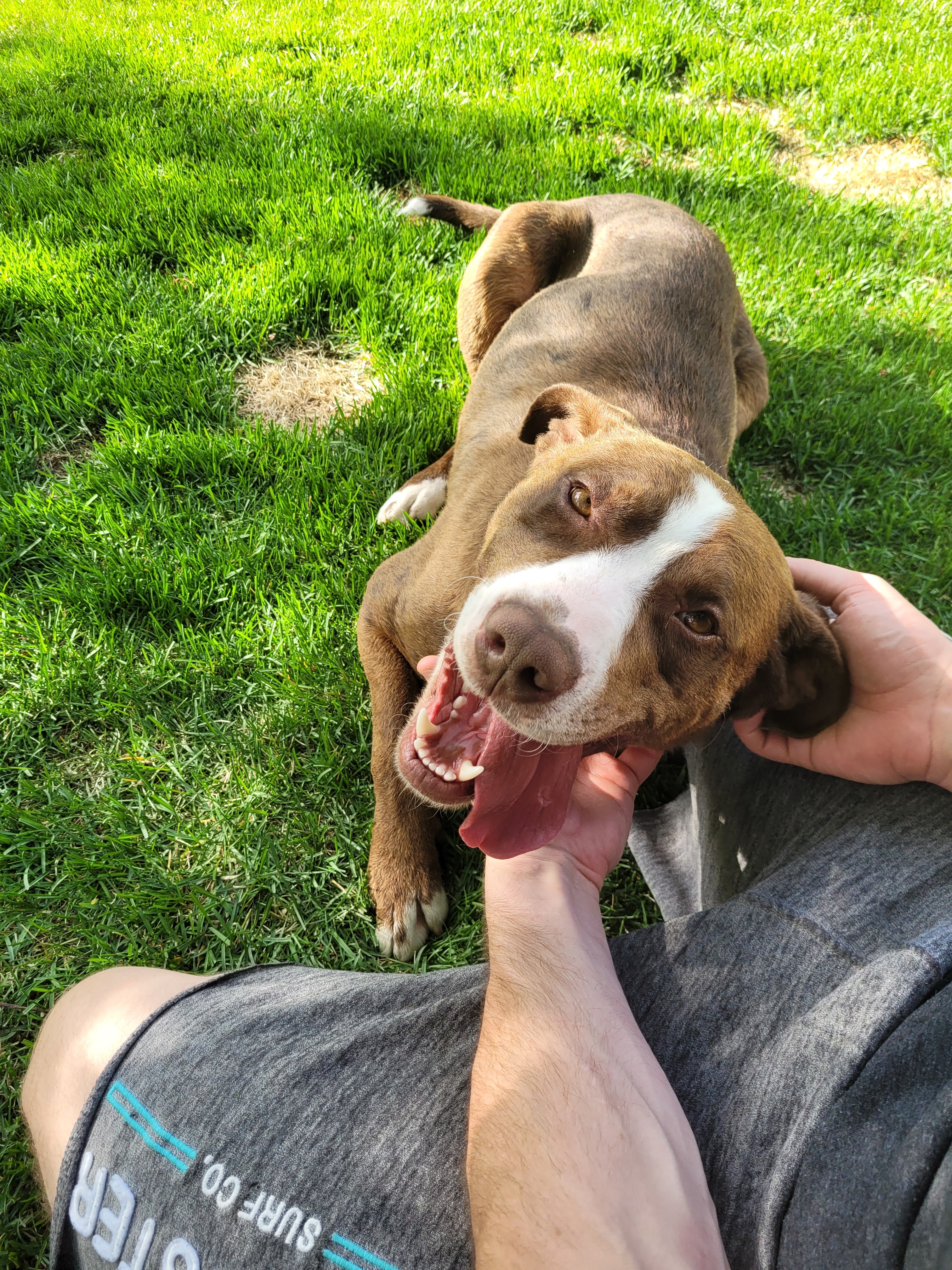 Joey, a Adoptable mixed breed in Edmonton, AB image 3/4