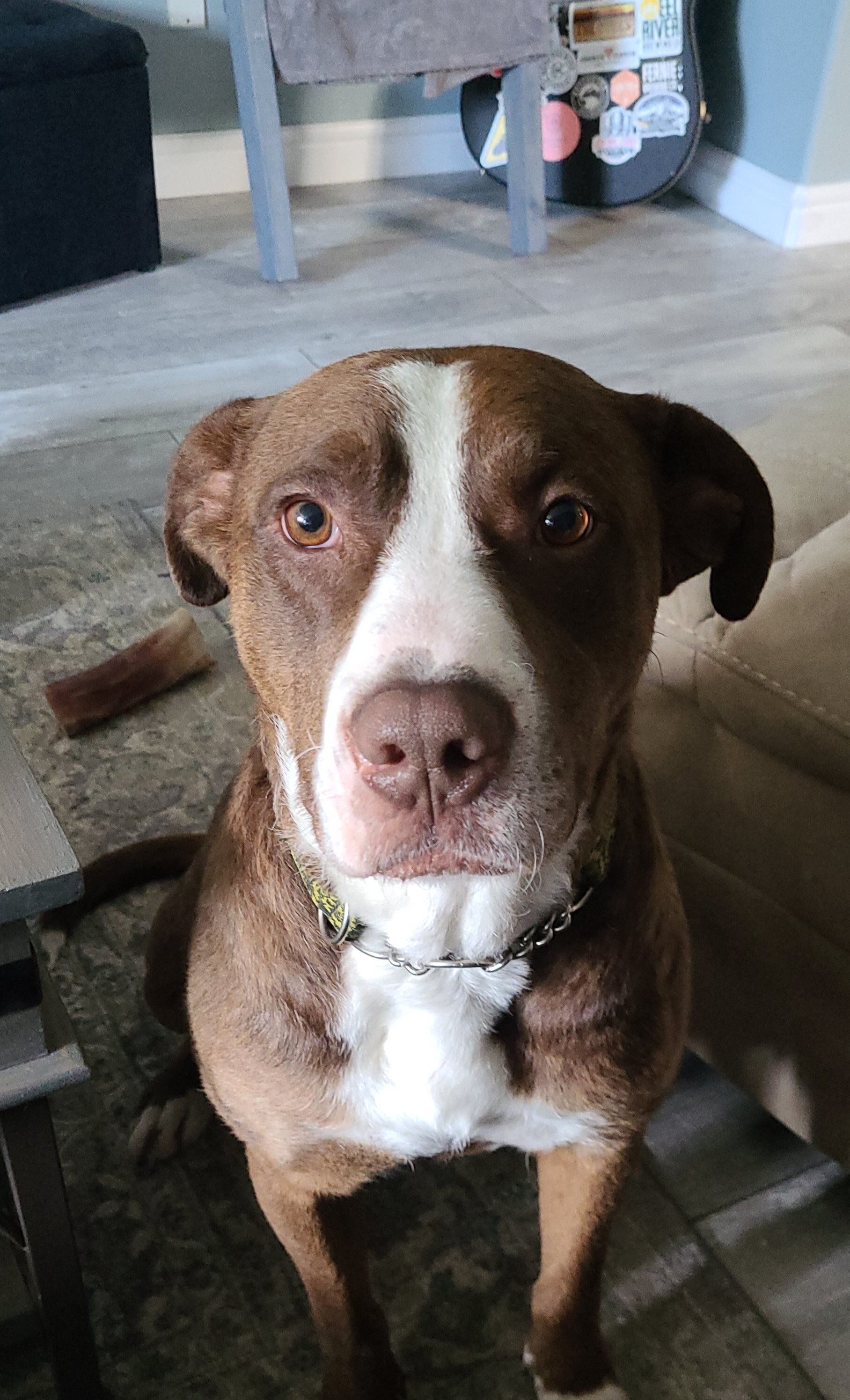 Joey, a Adoptable mixed breed in Edmonton, AB image 4/4