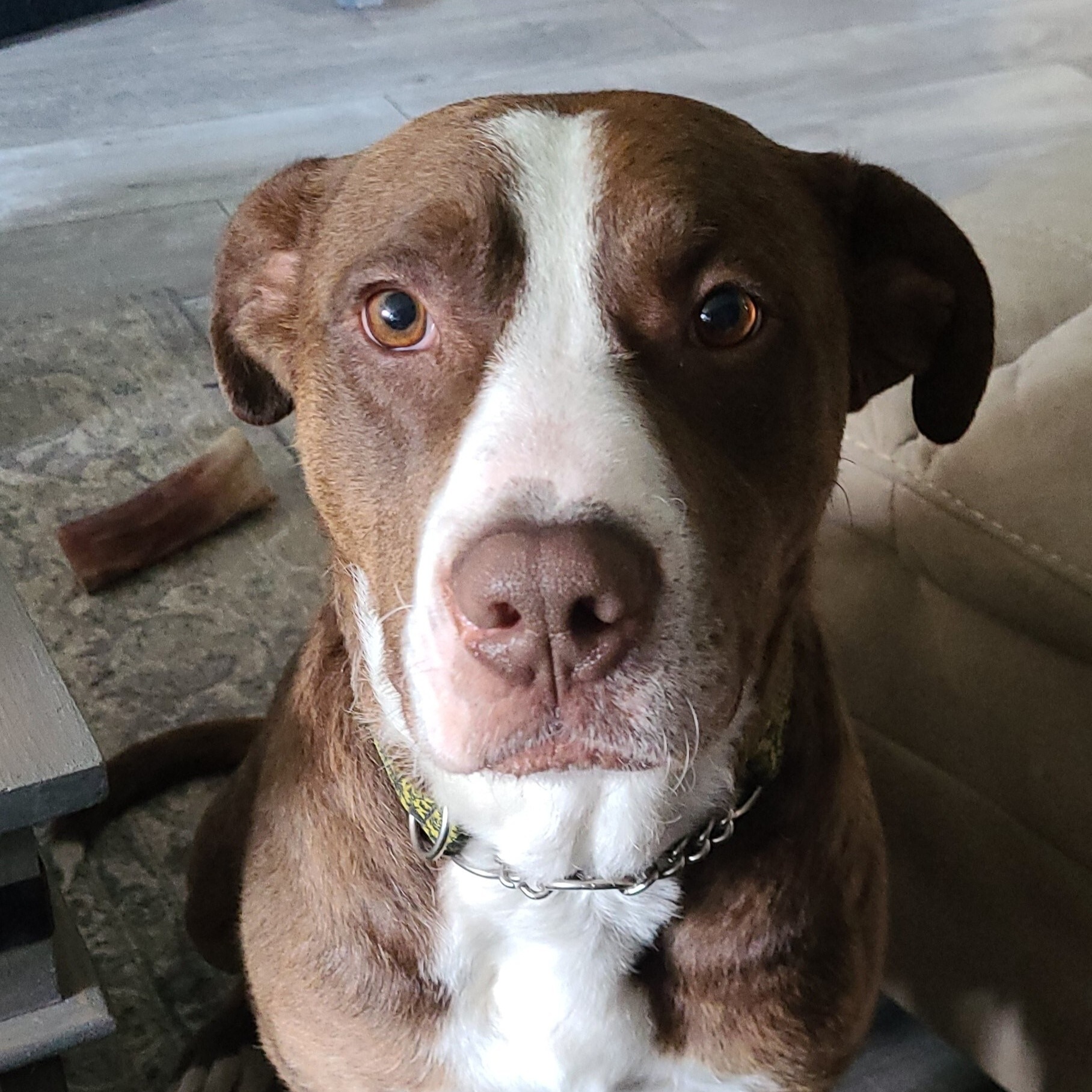 Enlarge Joey, a Adoptable mixed breed in Edmonton, AB image 4/4