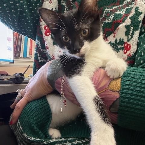 Merinda (Merry), adopted, Kitten Female Domestic Short Hair.