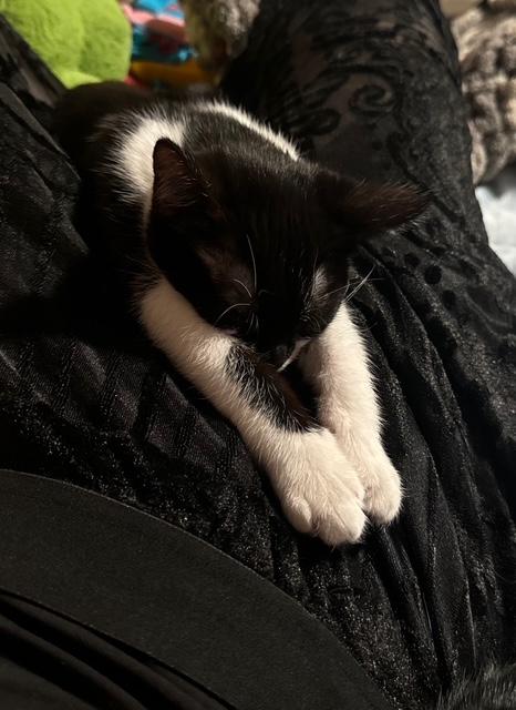 Enlarge Merinda (Merry), an adopted mixed breed in Littleton, CO image 2/3