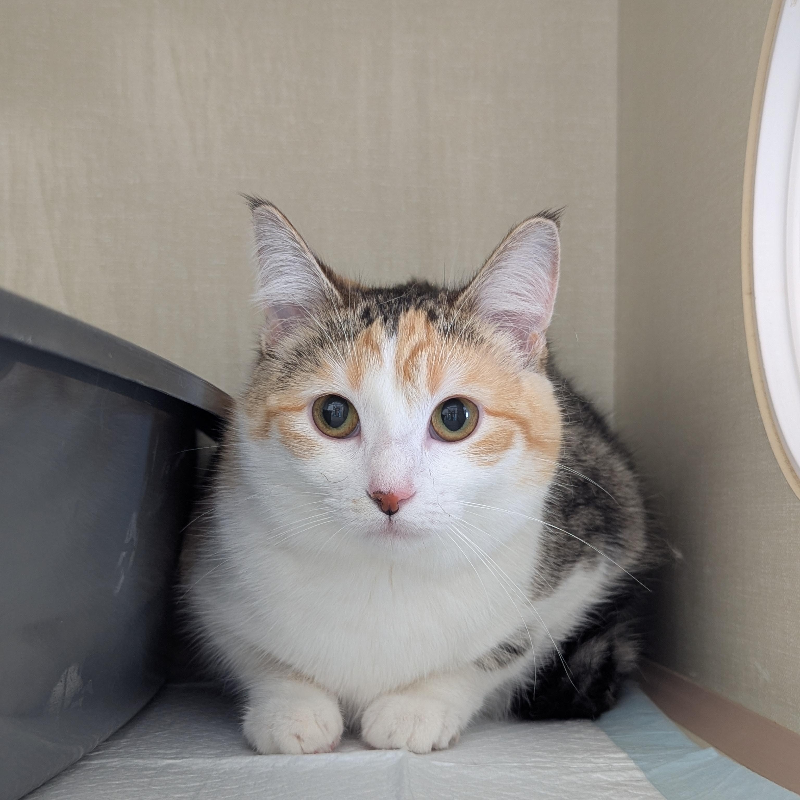 Enlarge Honey Bun, an adopted Domestic Short Hair in Morden, MB image 2/4