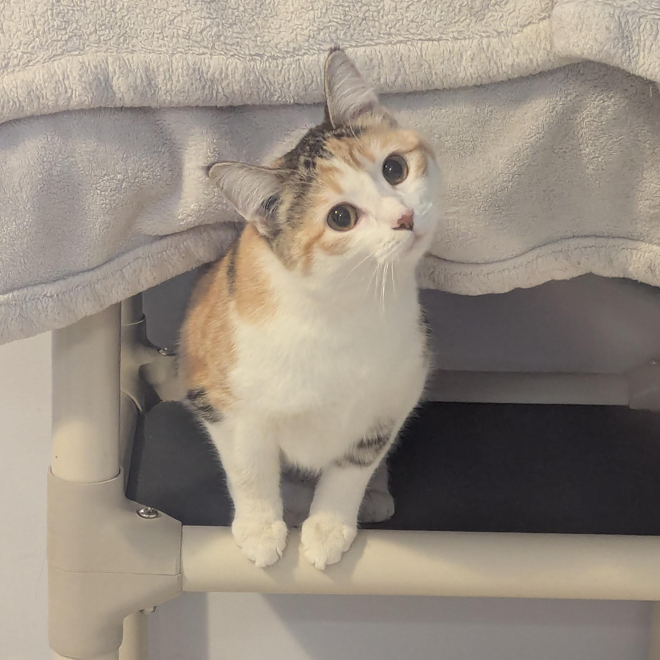 Honey Bun, adopted, Young Female Domestic Short Hair.