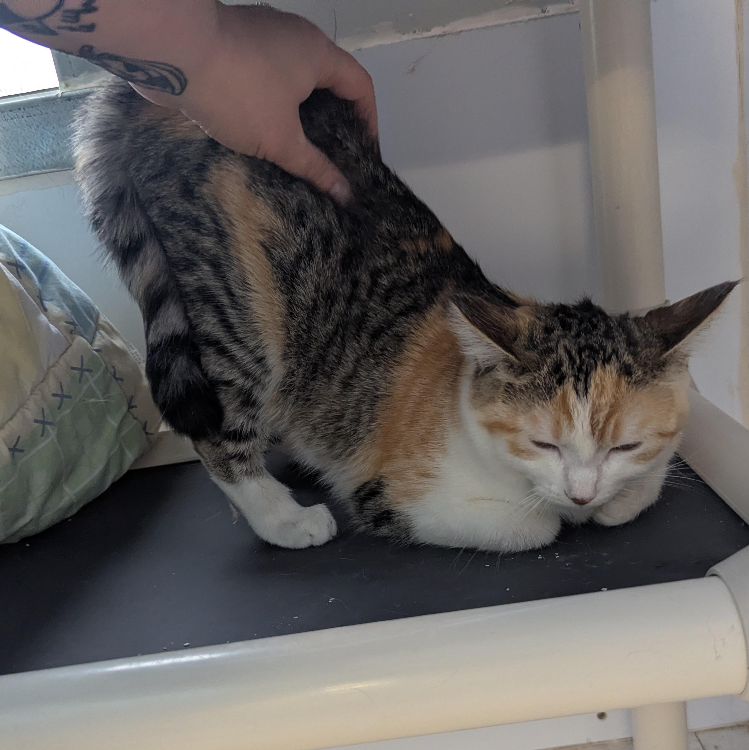 Enlarge Honey Bun, an adopted Domestic Short Hair in Morden, MB image 3/4