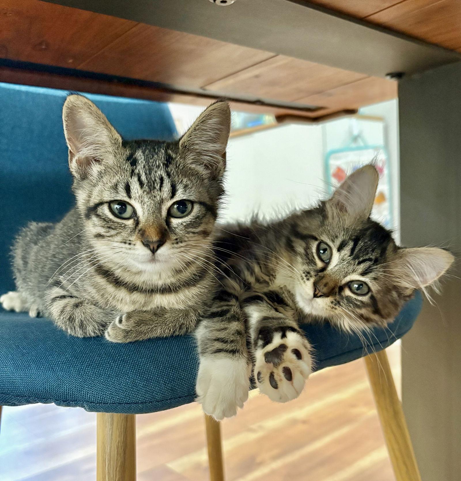 Chelsea, Adopted, Young Female Domestic Short Hair.