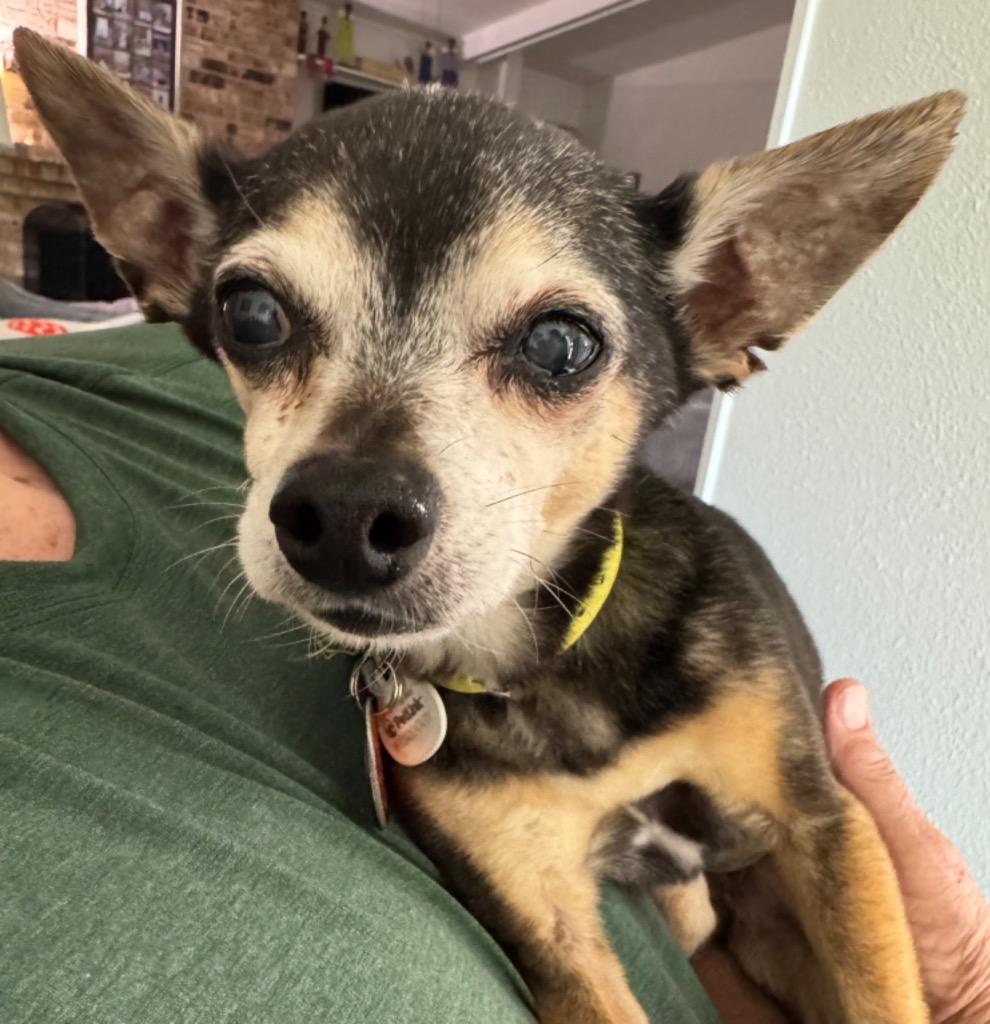 Enlarge Padre, a Adoptable Chihuahua in Bryan, TX image 1/5