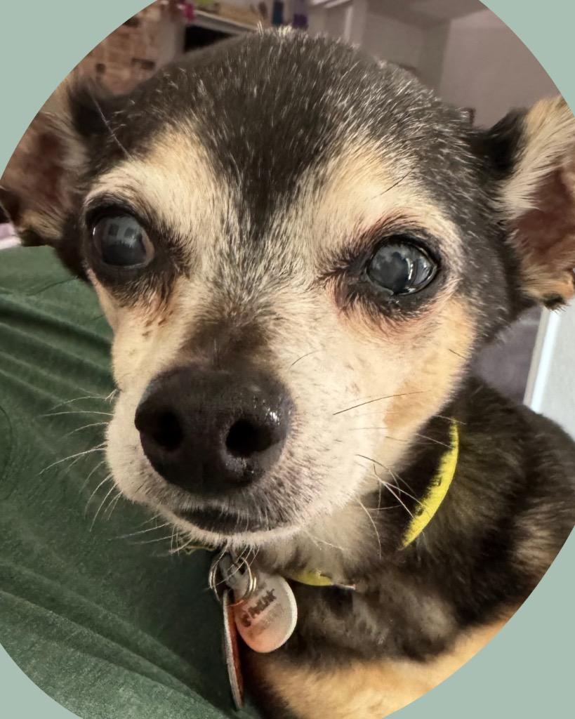 Enlarge Padre, a Adoptable Chihuahua in Bryan, TX image 2/5