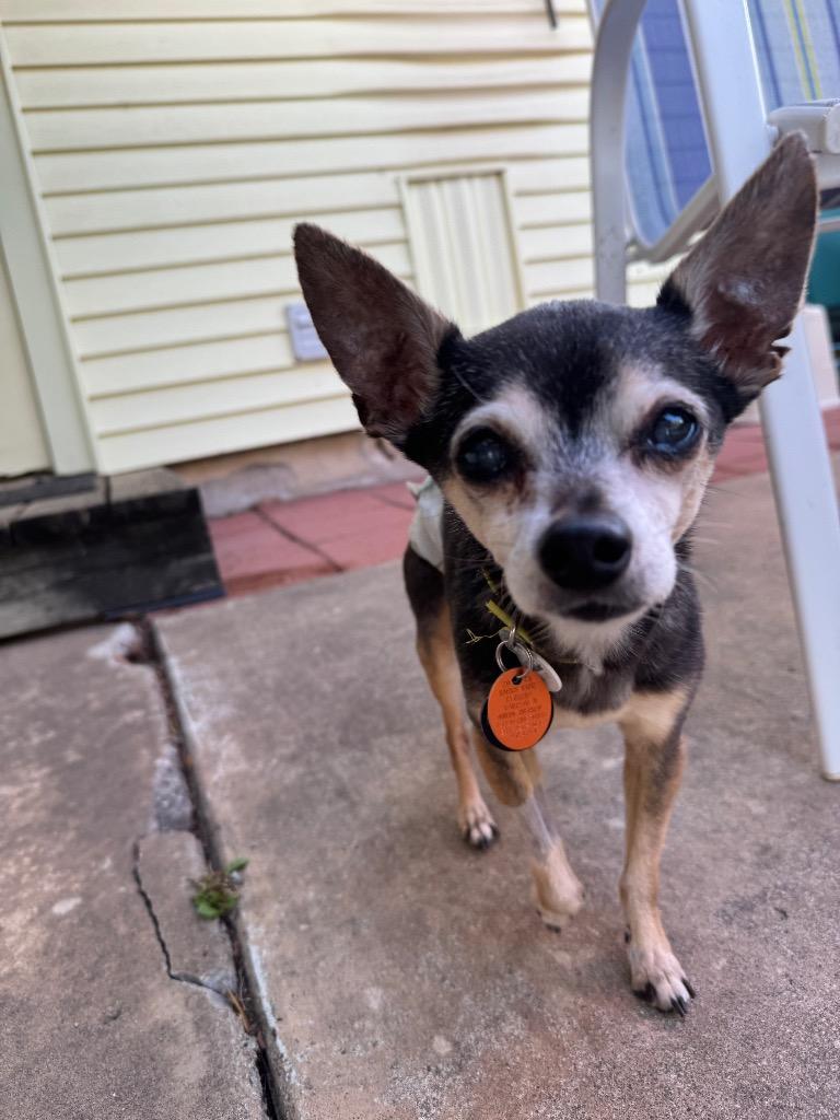 Enlarge Padre, a Adoptable Chihuahua in Bryan, TX image 3/5