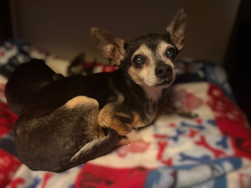 Enlarge Padre, a Adoptable Chihuahua in Bryan, TX image 4/5