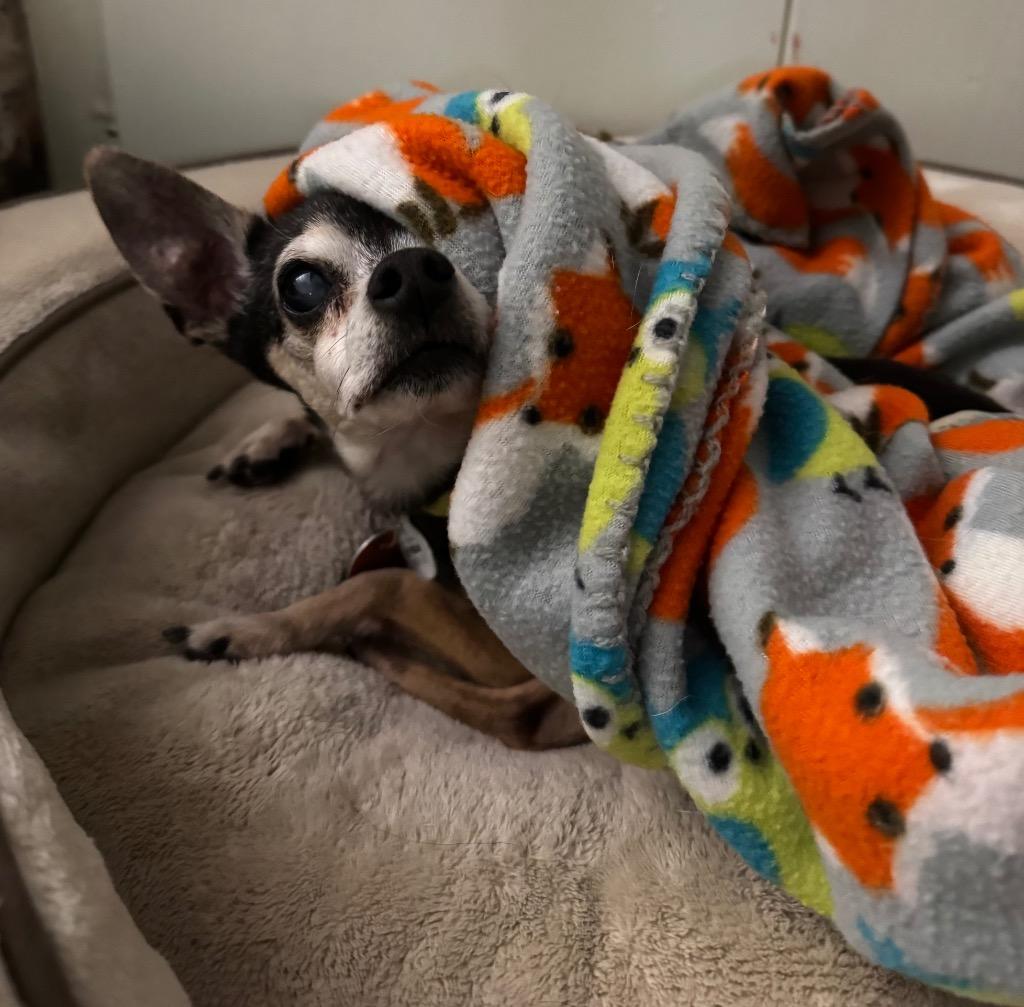 Enlarge Padre, a Adoptable Chihuahua in Bryan, TX image 5/5