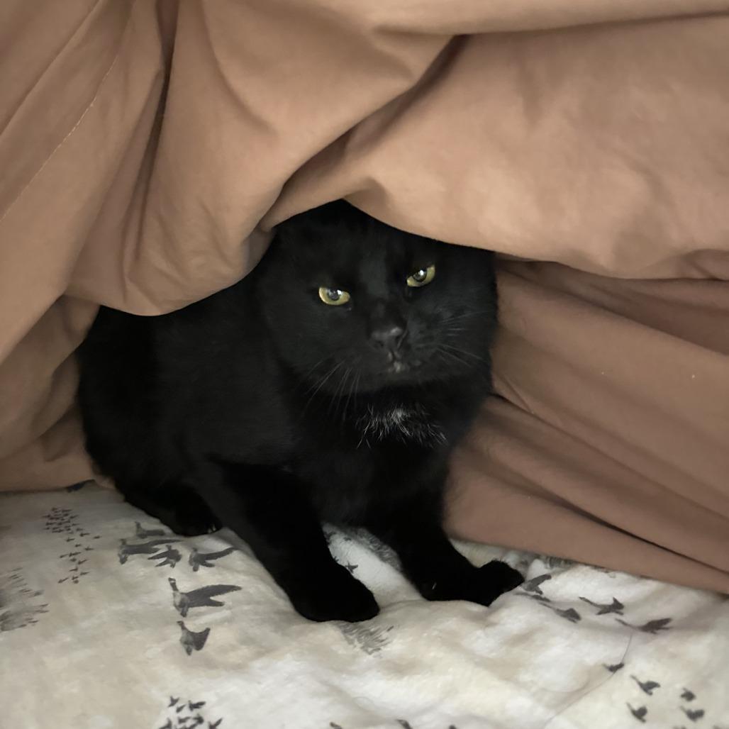 Gary, Adoptable, Adult Male Domestic Short Hair.