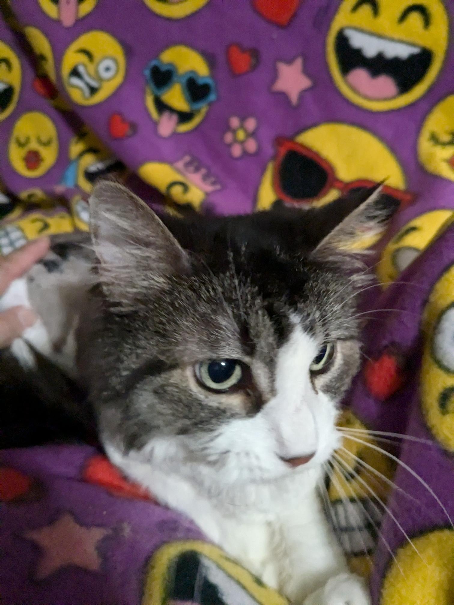 Havannah, a Adoptable Domestic Long Hair in St Paul, MN image 1/2