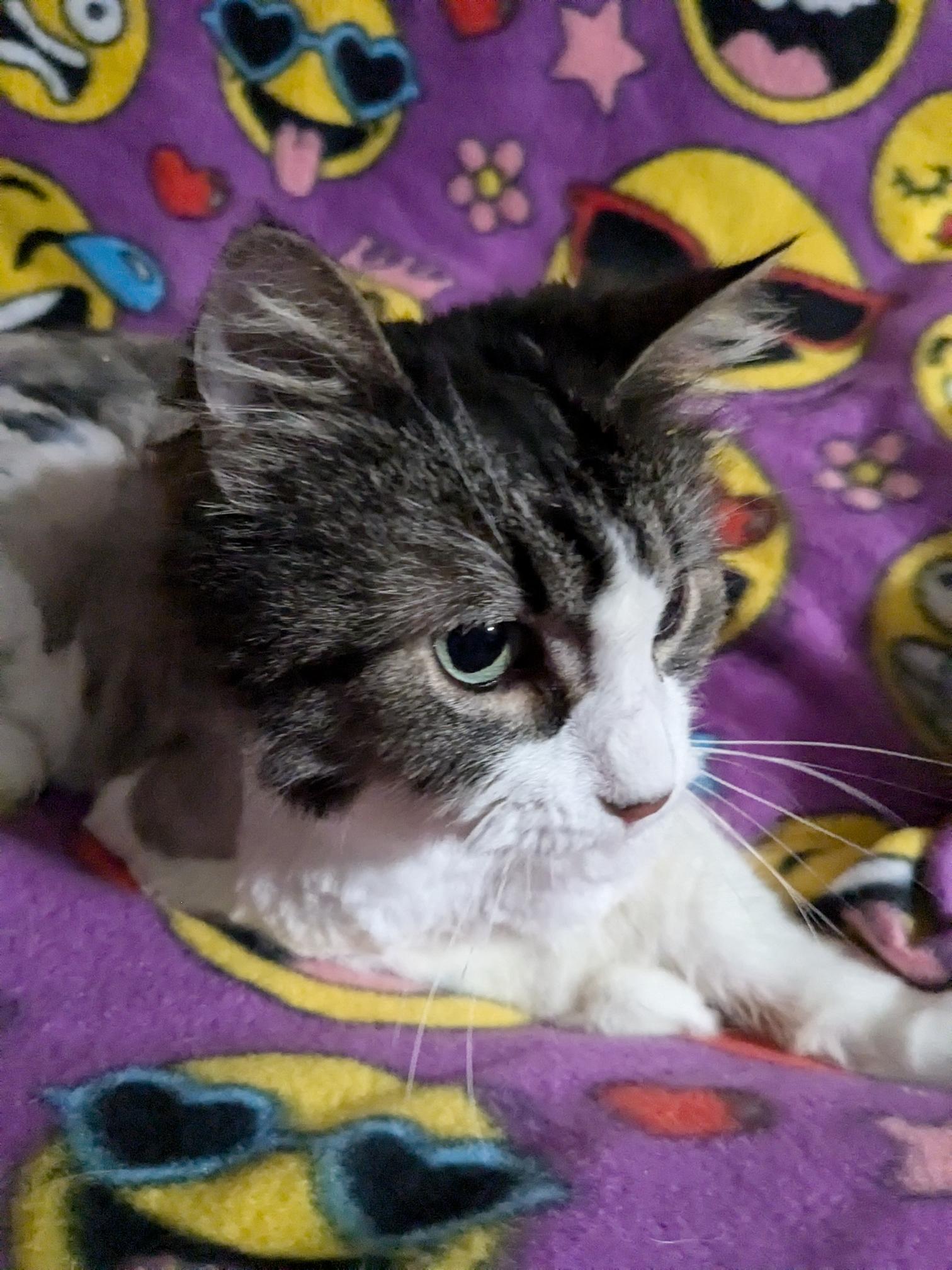 Havannah, a Adoptable Domestic Long Hair in St Paul, MN image 2/2