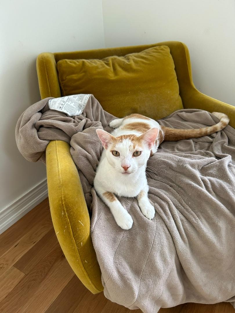 Marsy, a Adopted Domestic Short Hair in Zephyr, ON image 1/4