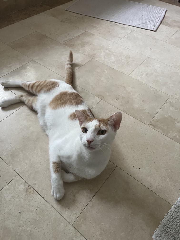 Marsy, a Adopted Domestic Short Hair in Zephyr, ON image 2/4