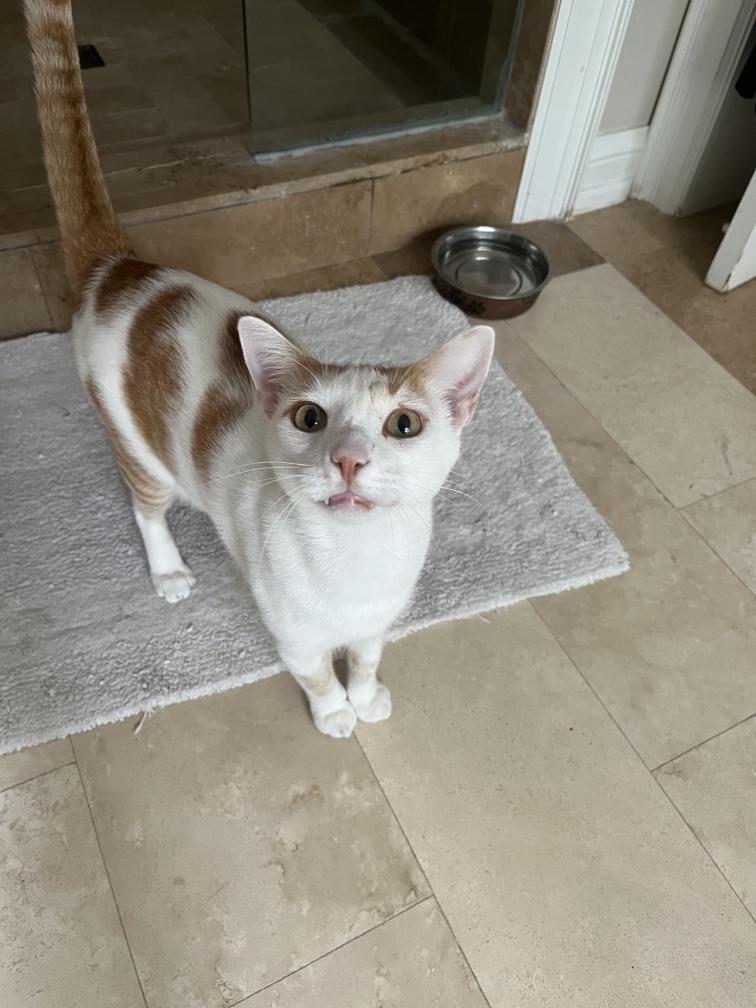 Marsy, a Adopted Domestic Short Hair in Zephyr, ON image 3/4