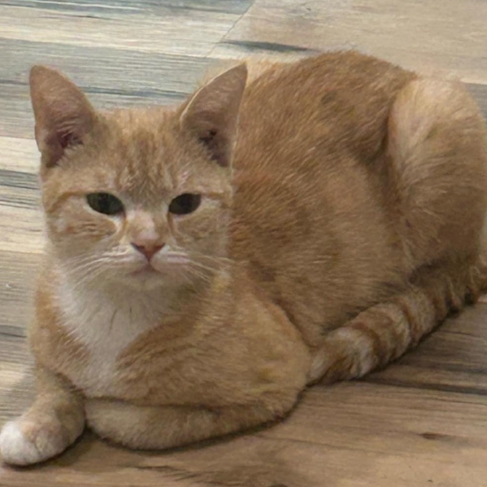 Enlarge Macy The Orange Goddess, a Adopted mixed breed in Denville, NJ image 2/5