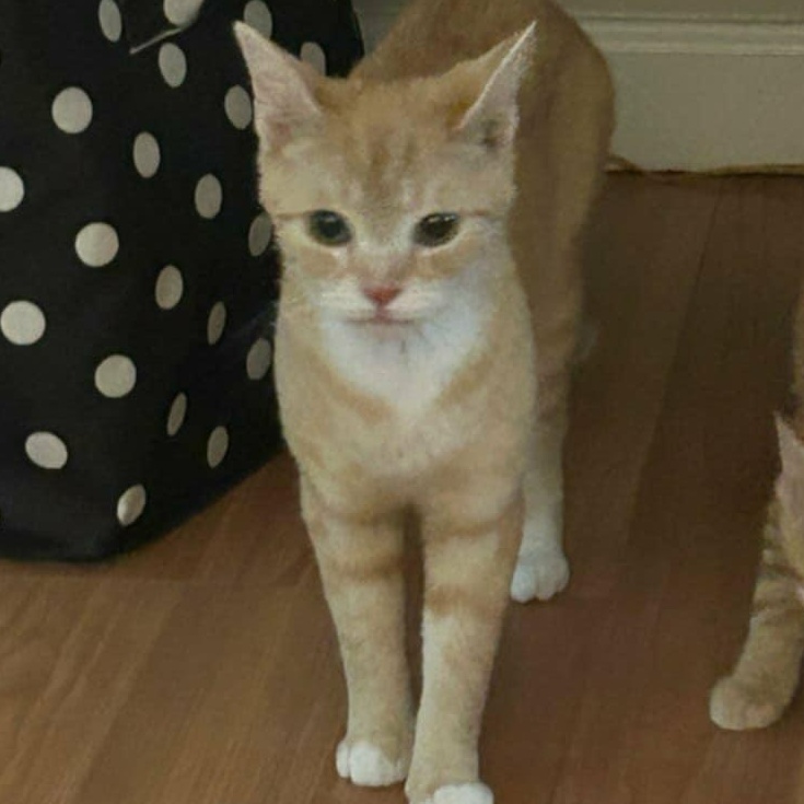 Macy The Orange Goddess, Adopted, Adult Female Domestic Short Hair.