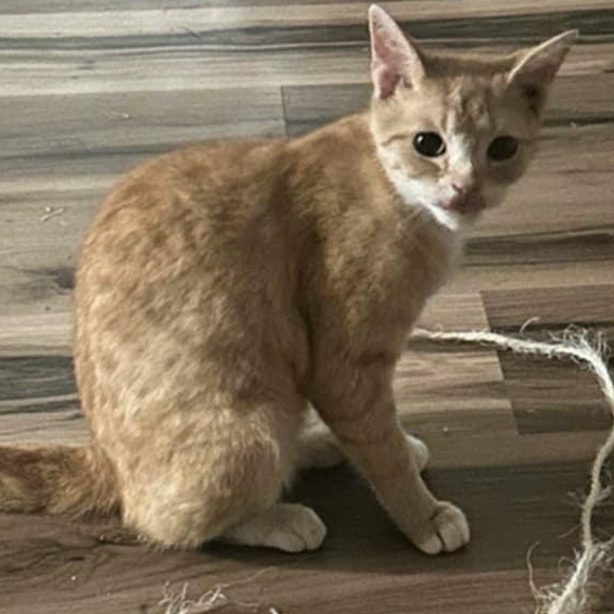 Enlarge Macy The Orange Goddess, a Adopted mixed breed in Denville, NJ image 3/5