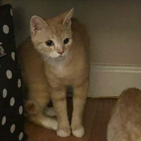 Enlarge Macy The Orange Goddess, a Adopted mixed breed in Denville, NJ image 4/5