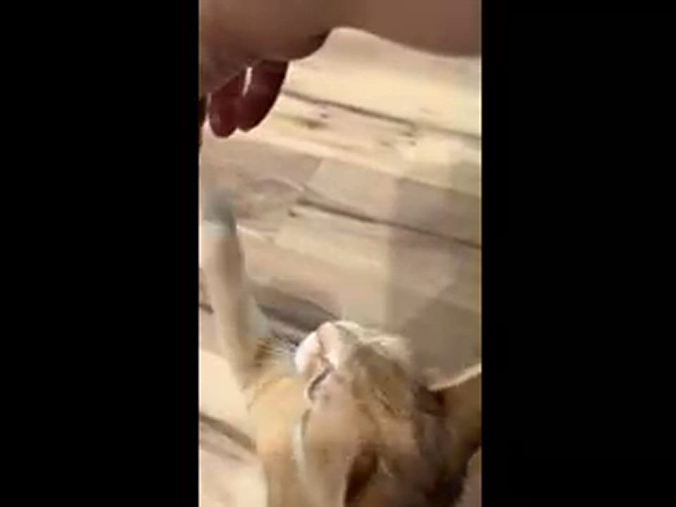 Enlarge Macy The Orange Goddess, a Adopted mixed breed in Denville, NJ video 5/5