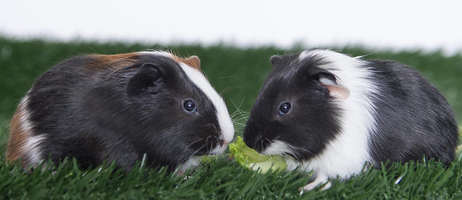 Enlarge Turtle and Pongo, a ADOPTABLE Guinea Pig in Chicago, IL image 2/2