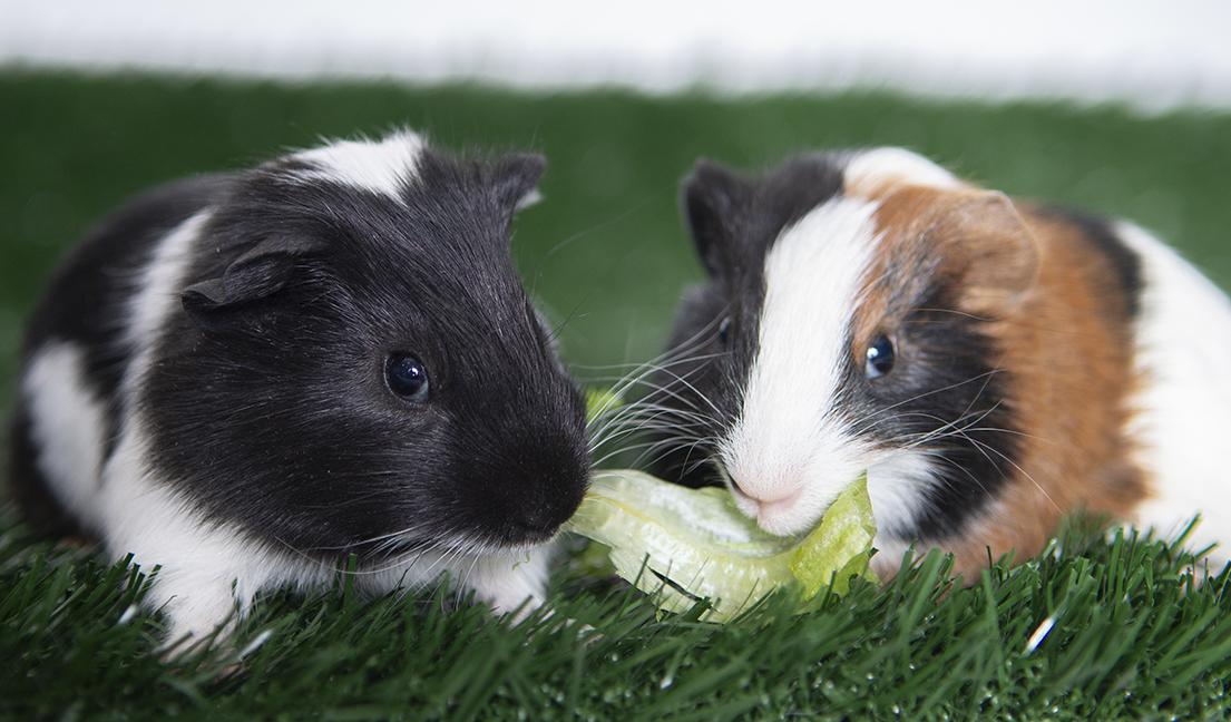 Enlarge Turtle and Pongo, a ADOPTABLE Guinea Pig in Chicago, IL image 1/2