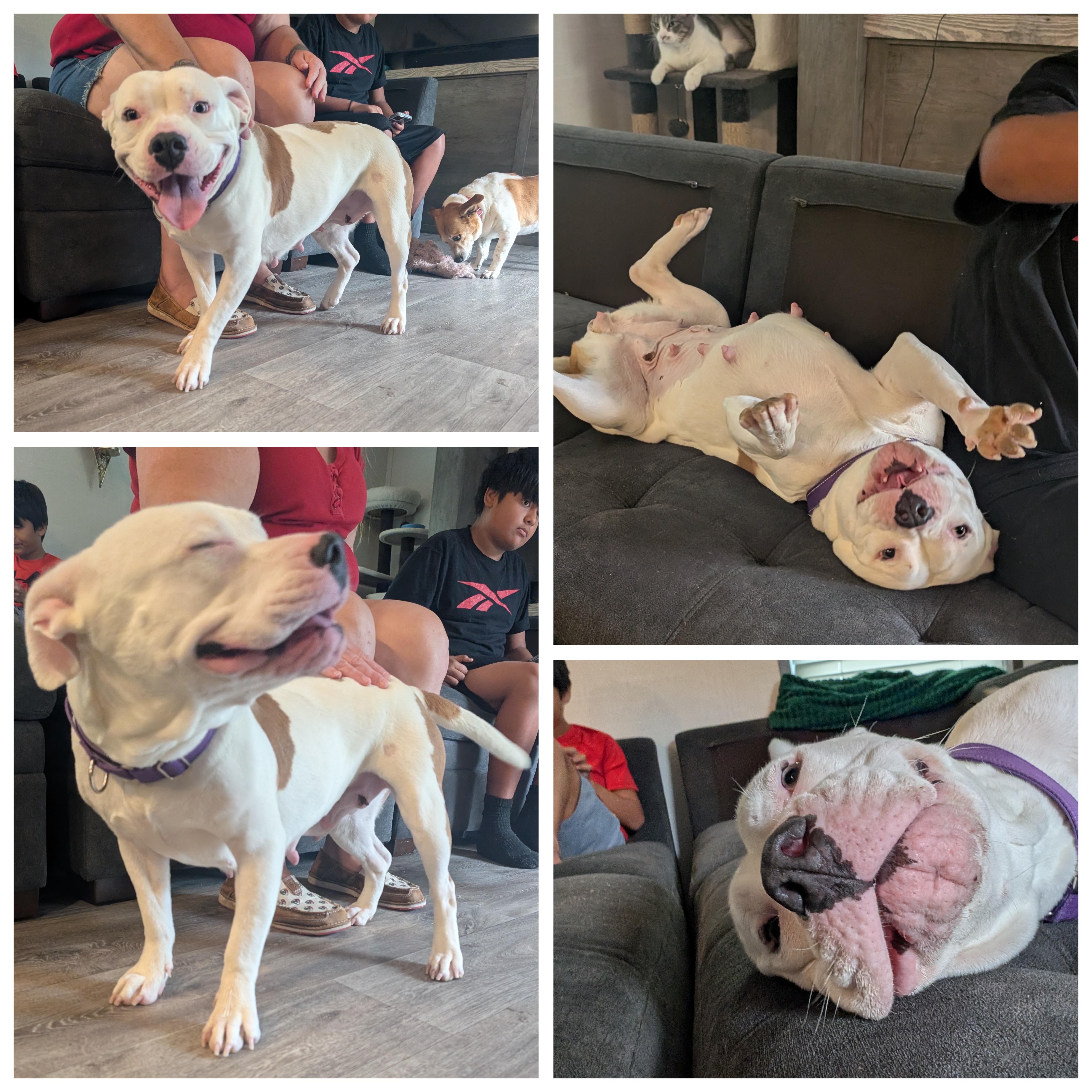 Stella, an adopted mixed breed in Austin , TX image 2/6