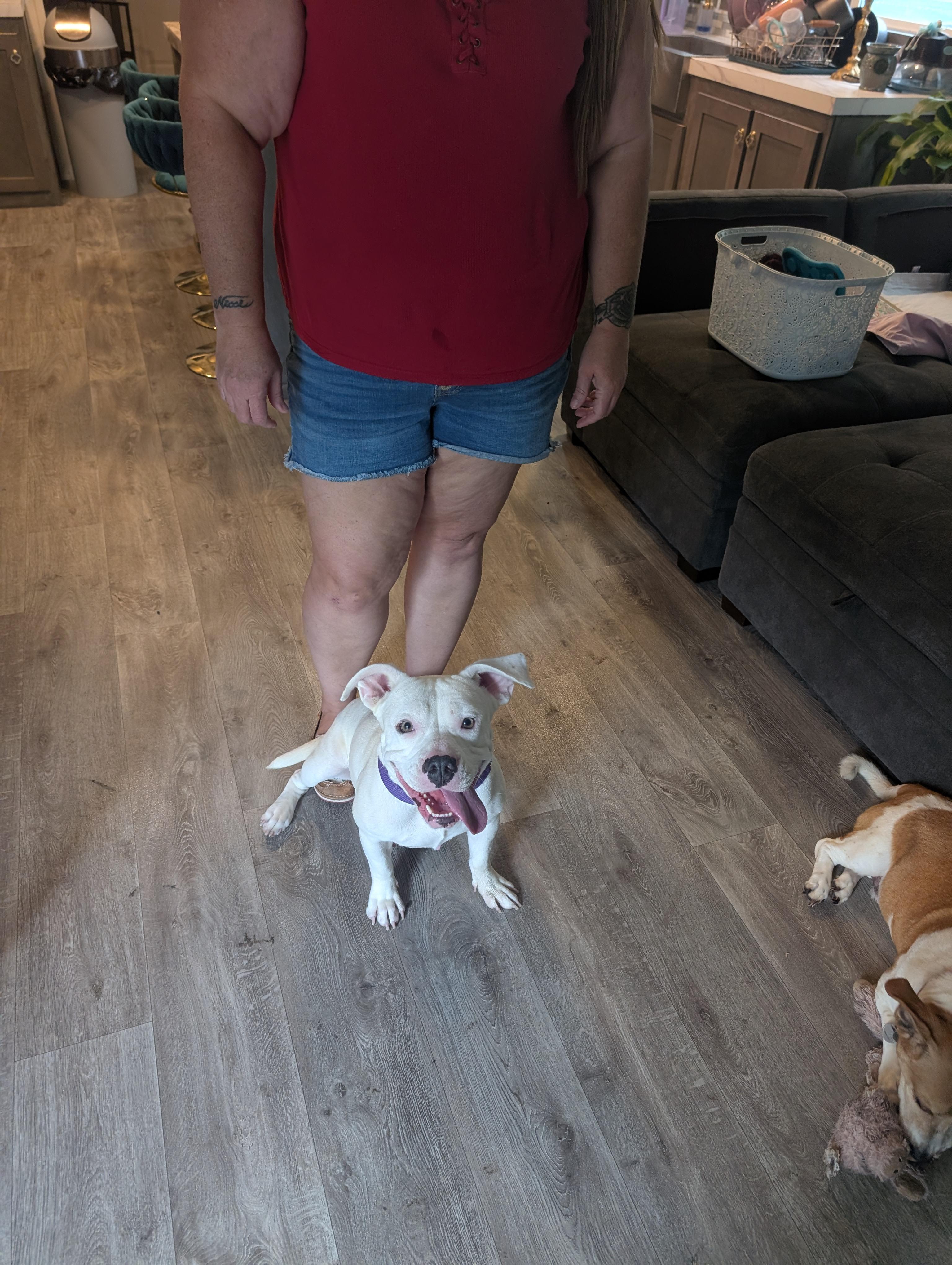 Stella, an adopted mixed breed in Austin , TX image 6/6