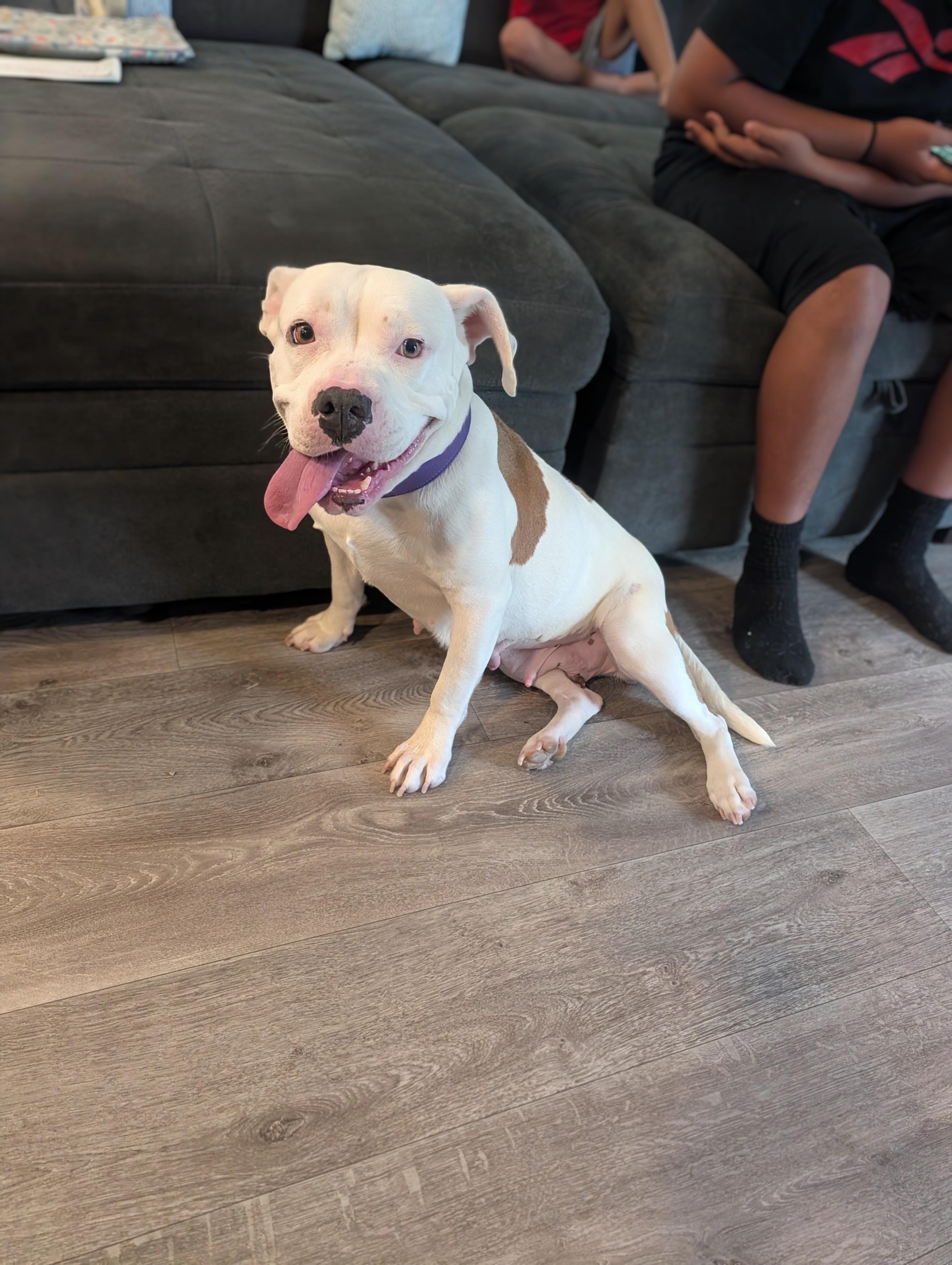 Stella, an adopted mixed breed in Austin , TX image 5/6