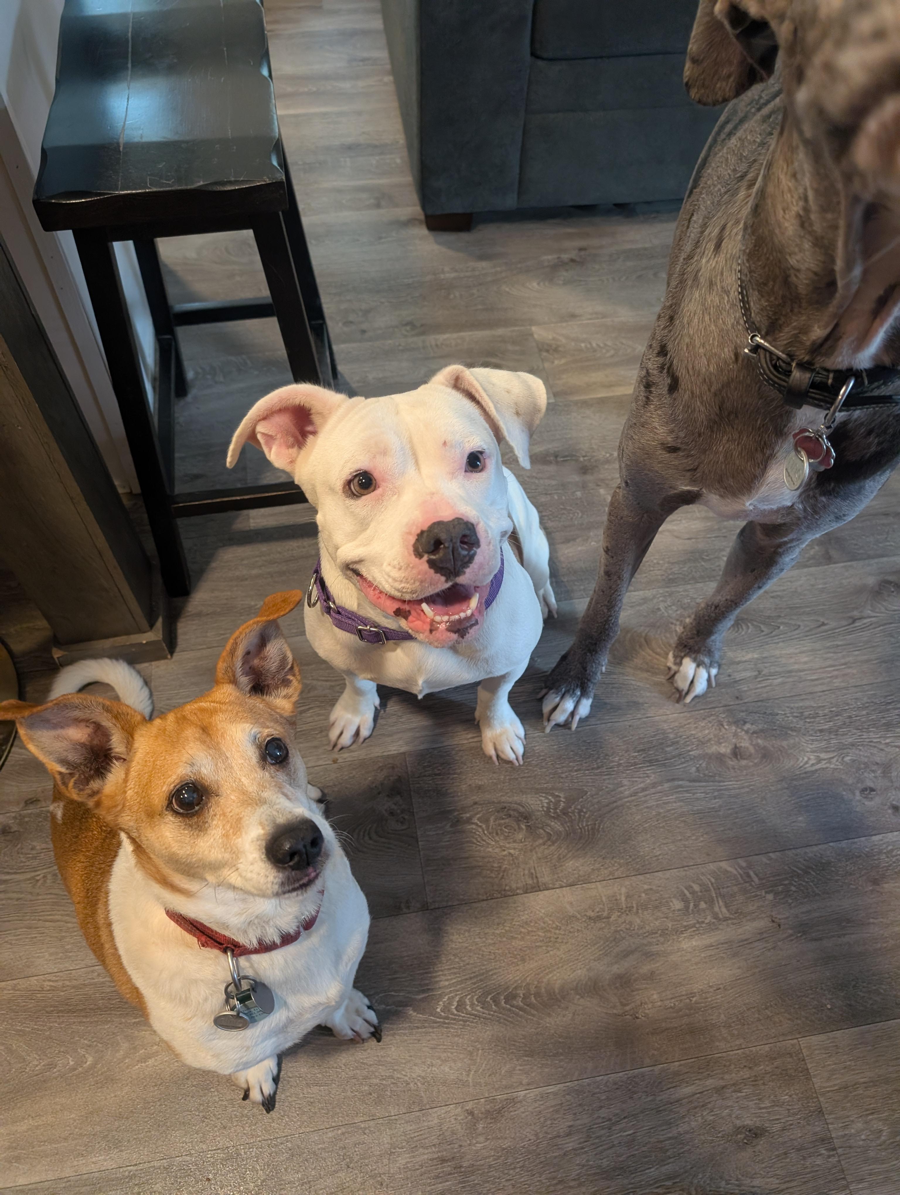 Stella, an adopted mixed breed in Austin , TX image 3/6