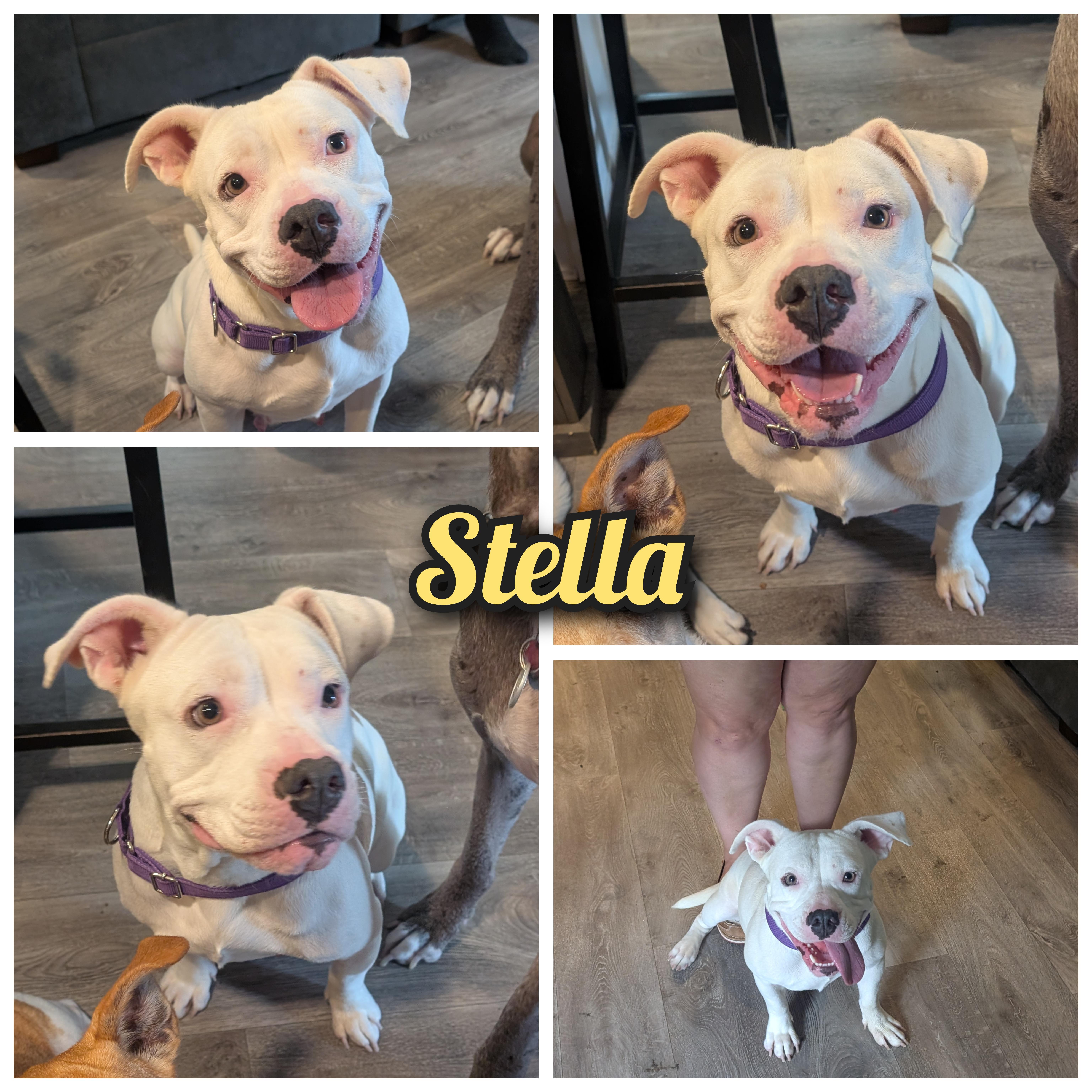 Stella, an adopted mixed breed in Austin , TX image 1/6