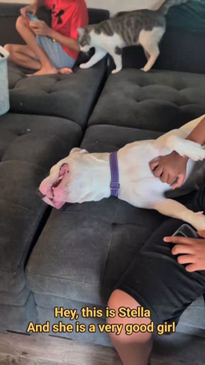 Enlarge Stella, an adopted mixed breed in Austin , TX video 4/6