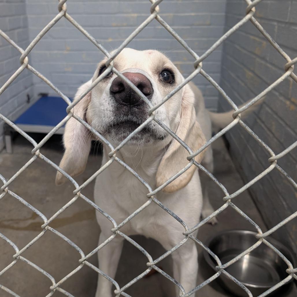 Enlarge Floyd james, a Adoptable mixed breed in Watertown, NY image 1/1