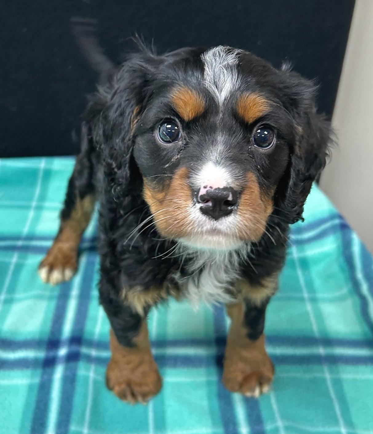 Latte, adopted, Puppy Male Spaniel.