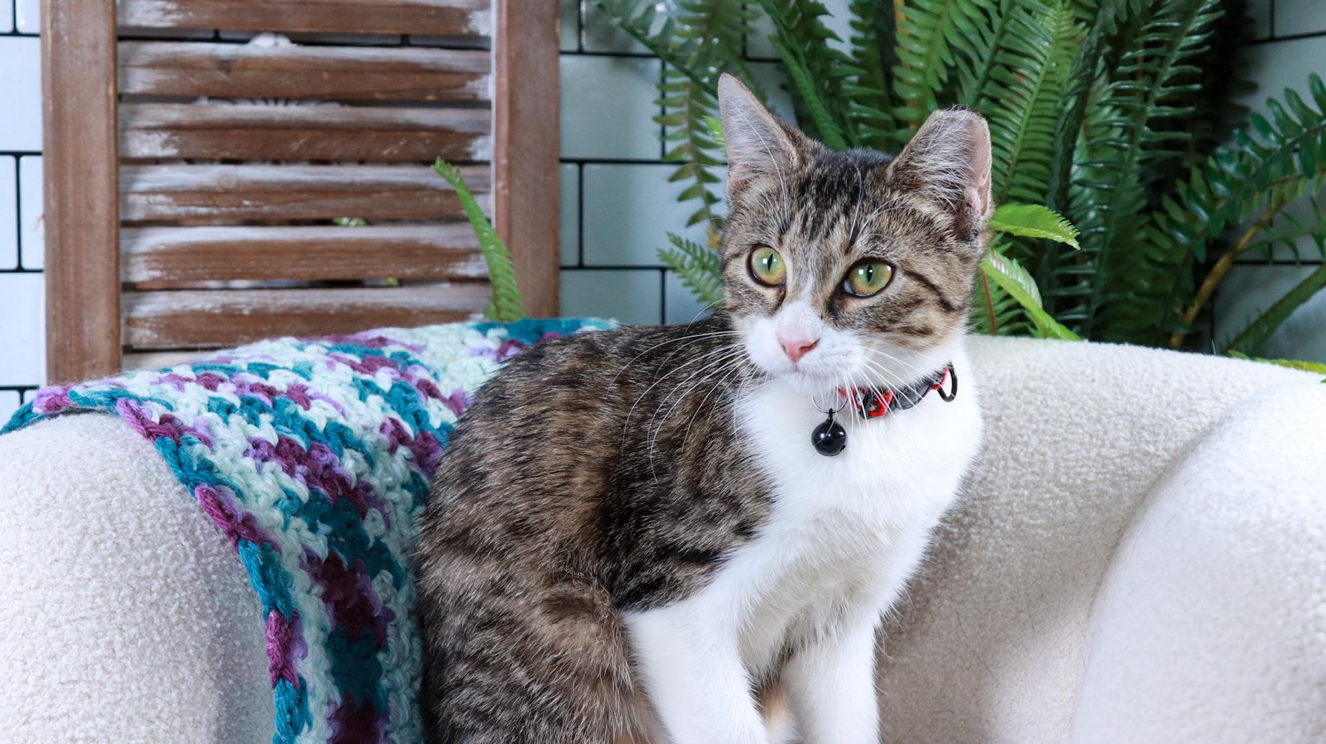 Enlarge Lily-Bella, a Adopted mixed breed in Parker, TX image 3/6
