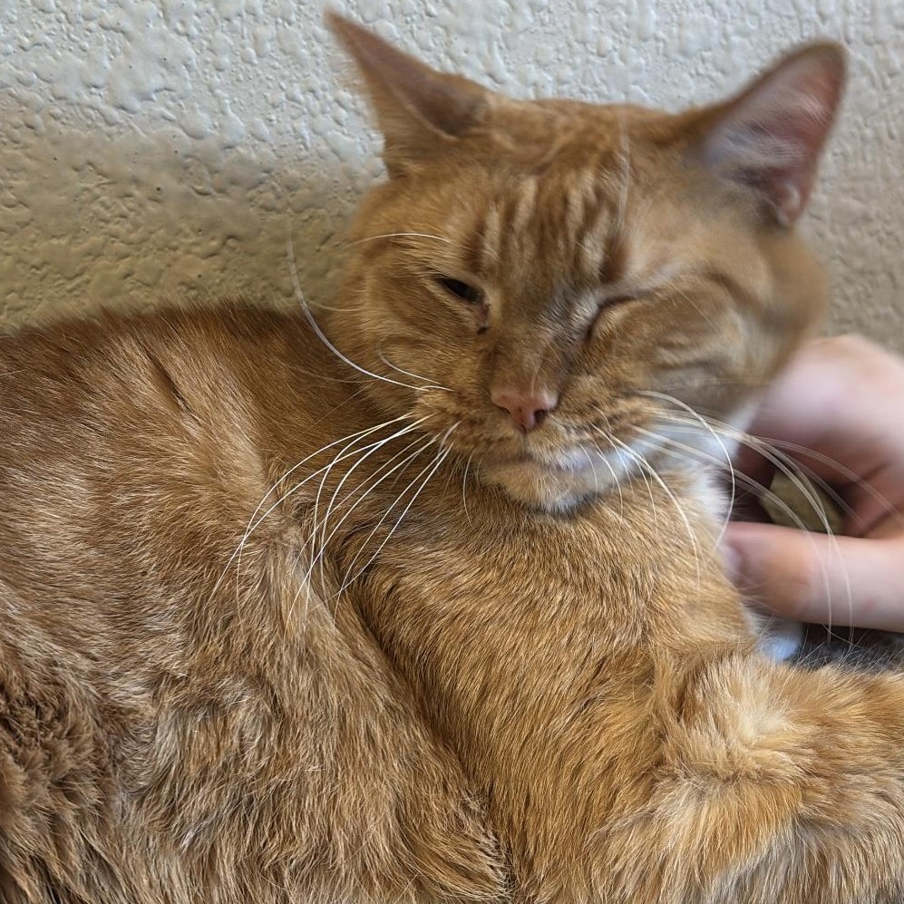 Enlarge Handsome, a Adopted Domestic Short Hair in Lubbock, TX image 3/3