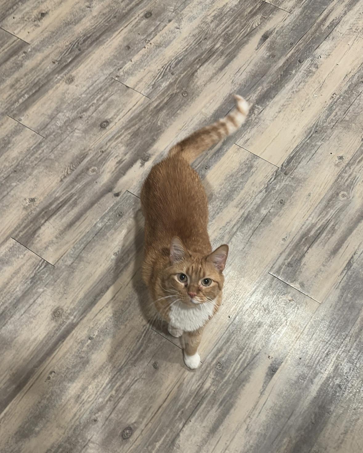 Handsome, Adopted, Adult Male Domestic Short Hair.