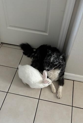 Enlarge Brandy, a Adoptable Florida White in Longwood, FL image 1/6