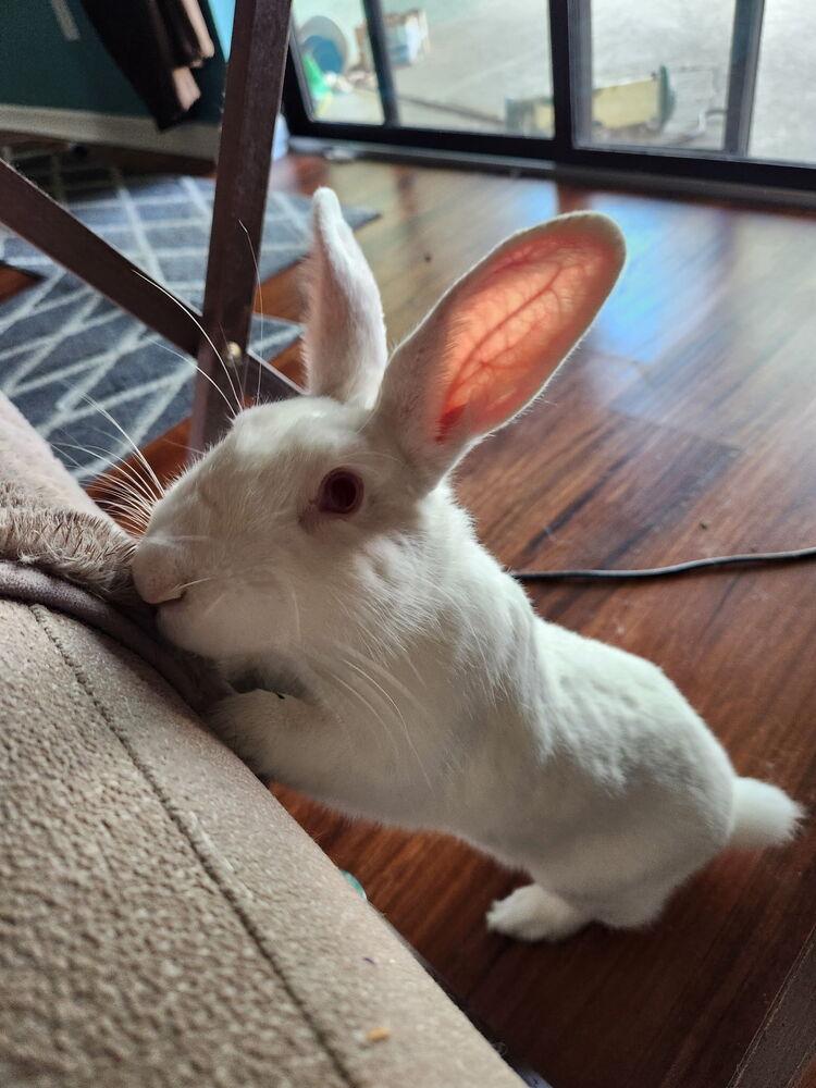 Enlarge Brandy, a Adoptable Florida White in Longwood, FL image 2/6