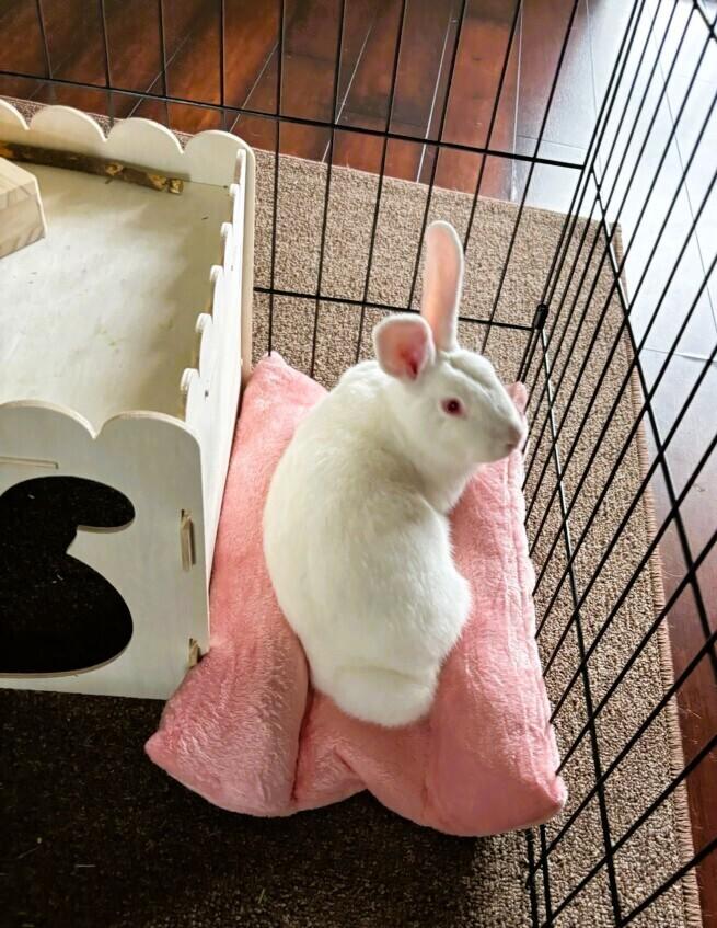 Enlarge Brandy, a Adoptable Florida White in Longwood, FL image 3/6