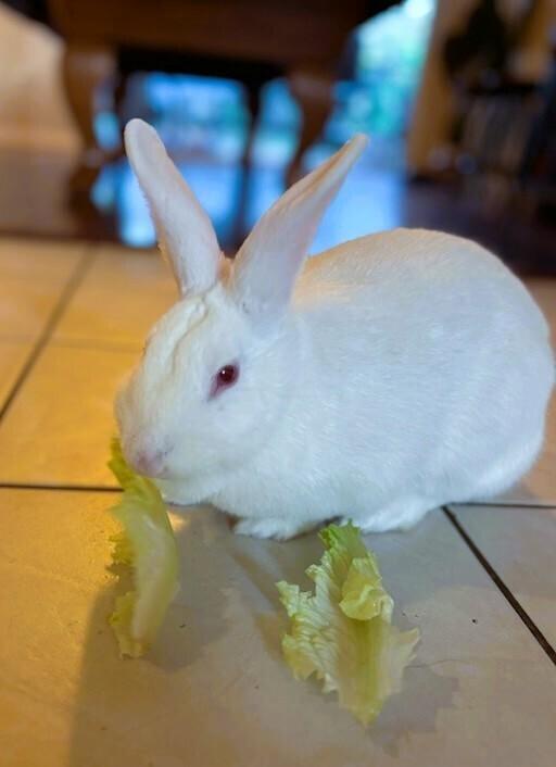 Enlarge Brandy, a Adoptable Florida White in Longwood, FL image 4/6