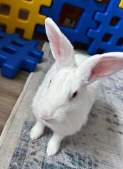 Enlarge Brandy, a Adoptable Florida White in Longwood, FL image 5/6