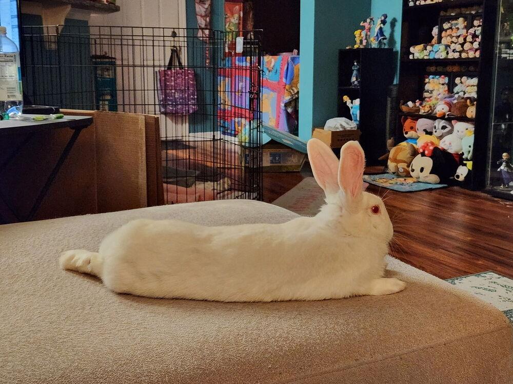 Enlarge Brandy, a Adoptable Florida White in Longwood, FL image 6/6