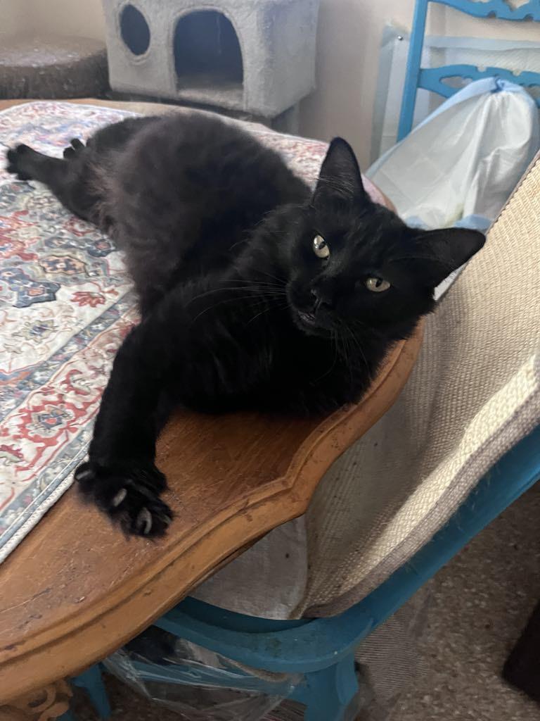 Kitt, a Adopted Domestic Long Hair in Howey in the hills, FL image 1/2