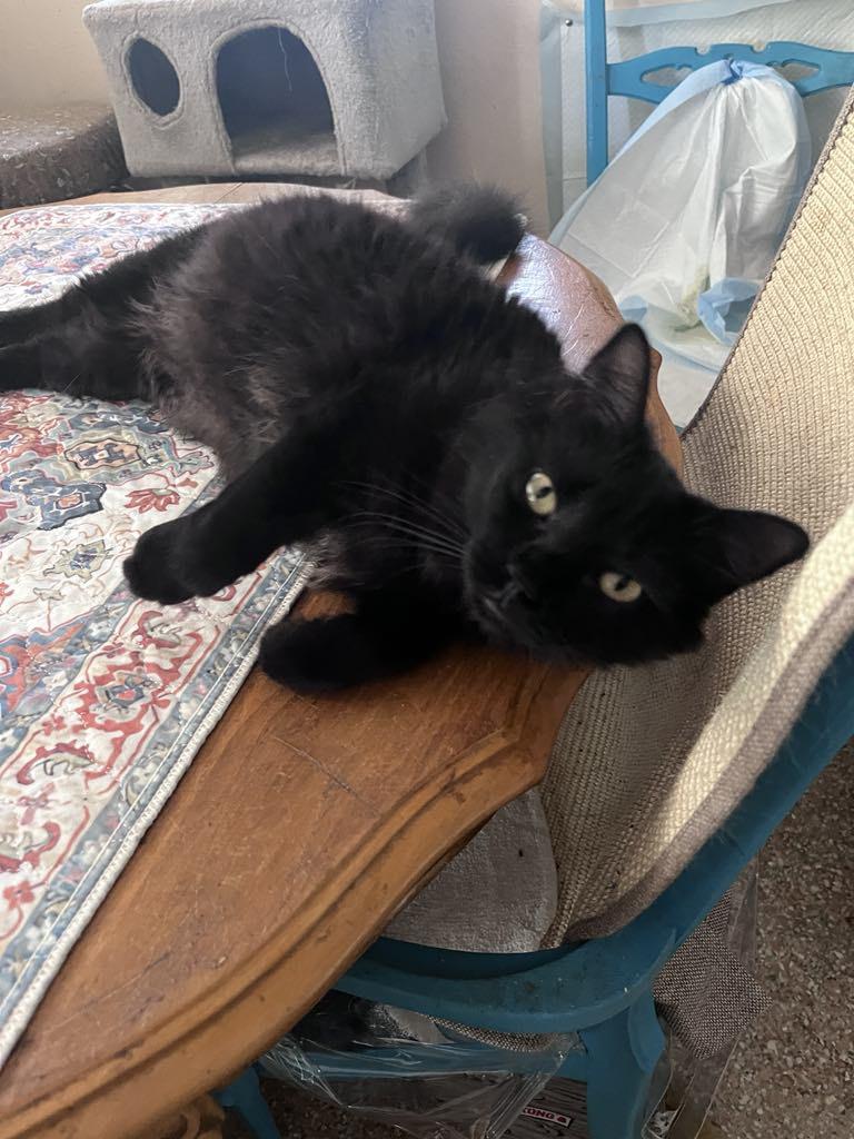 Kitt, a Adopted Domestic Long Hair in Howey in the hills, FL image 2/2